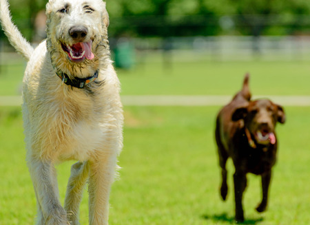 irish wolfhound and chocolate lab running