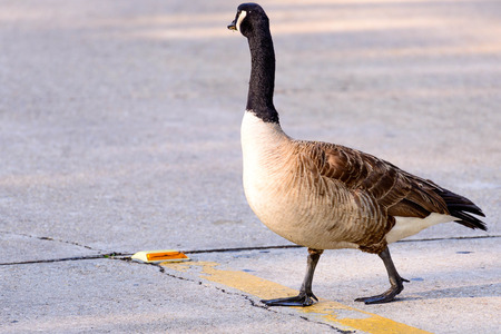 goose crossing a streetの写真素材