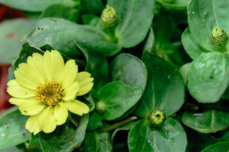 small yellow spring blooms in a gardenの写真素材