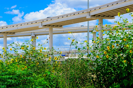 view from under an elevated highway with flowers in the foregroundのeditorial素材
