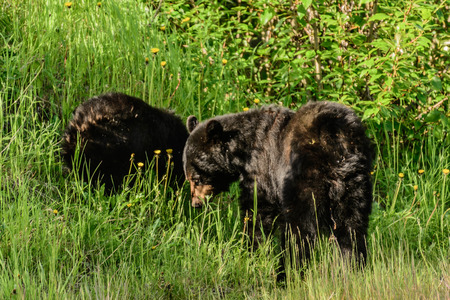 black bearsの写真素材