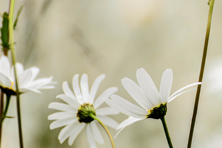 daisies in a wild fieldの写真素材