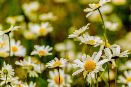 daisies in a wild fieldの写真素材