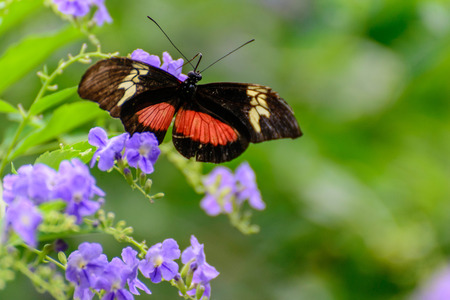 a red and black Common Postman butterfly in nature