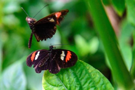 a red and black Common Postman butterfly in natureの写真素材