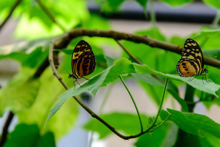 Common Tiger Glassywing Butterfly in nature