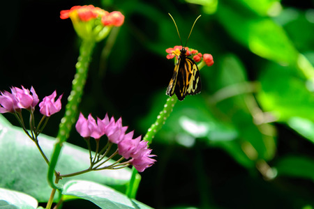 an orange and black  Plain Tiger butterfly on a pink flower
