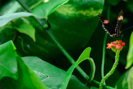 a red and black Common Postman butterfly in natureの写真素材