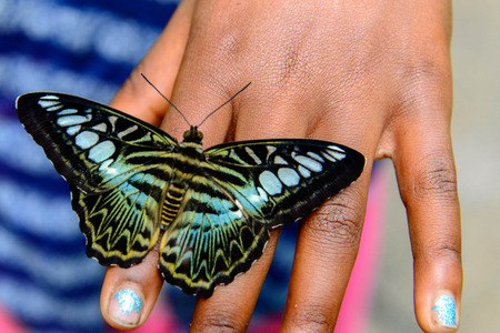 a blue and black Clipper butterfly on a child s hand