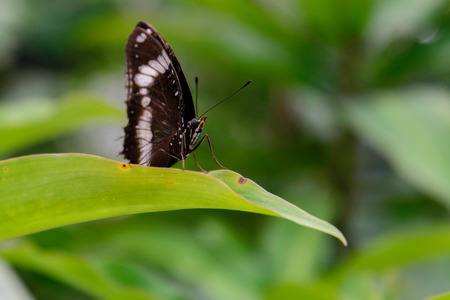 a red and black Common Postman butterfly in nature