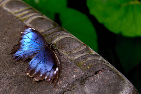 blue Common Morpho butterfly resting on a leafの写真素材