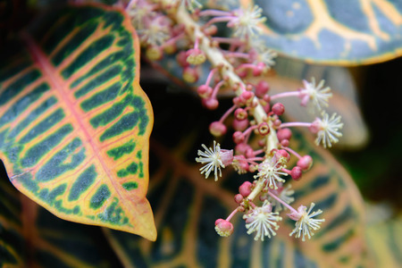 pink and white flowering Croton butterfly attracting plantの写真素材