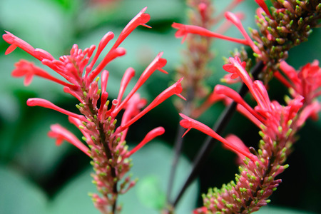 red flowering Firespike butterfly attracting plantの写真素材