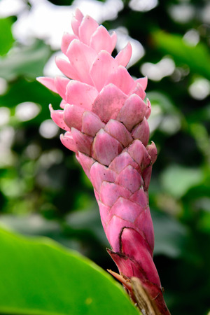 flowering Pink Cone Ginger butterfly attracting plantの写真素材
