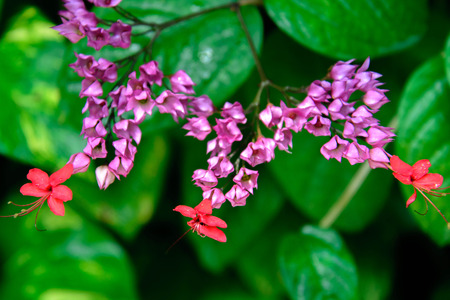 butterfly attracting plantの写真素材