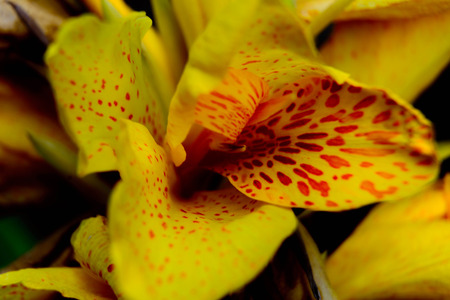 yellow iris with red spots in full bloom