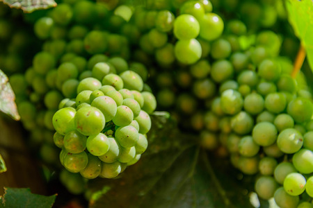 green wine grapes ripening on the vine in fresh mountain airの写真素材