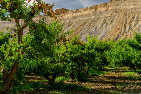 fresh peaches ripening on the orchard treesの写真素材