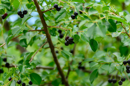 Wild blueberries ripening on the outdoor vine