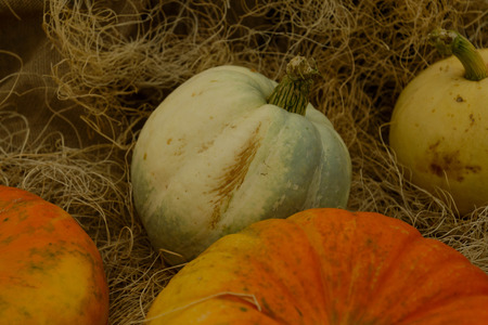 Halloween gourds of differrent colors and sizes