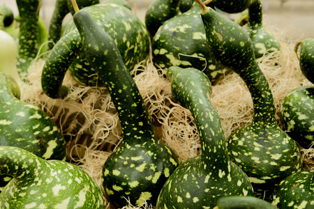 Halloween gourds of differrent colors and sizesの写真素材
