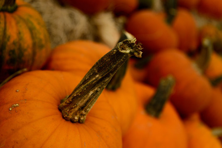 Halloween gourds of differrent colors and sizes