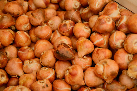 assorted crates of tulip bulbs