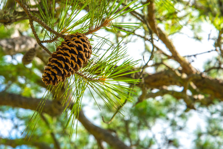closeup of a pinecone in a pine tree