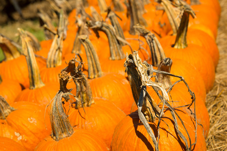 pumpkins and gourds fresh picked from the patch