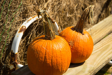 pumpkins and gourds fresh picked from the patchの写真素材