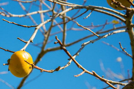 ripe asian persimmons on a tree ready for picking