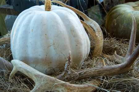 pumpkins and gourds fresh picked from the patchの写真素材