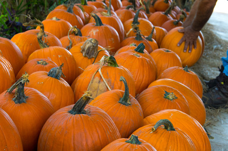 pumpkins and gourds fresh picked from the patch