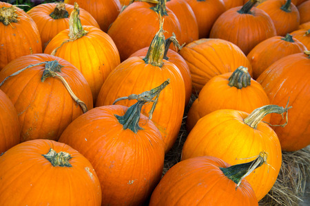 pumpkins and gourds fresh picked from the patch