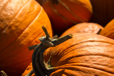 pumpkins and gourds fresh picked from the patch