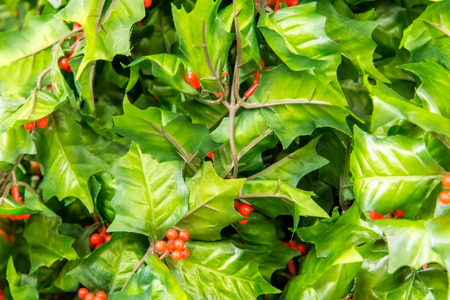 Christmas decorations - holly with berriesの写真素材