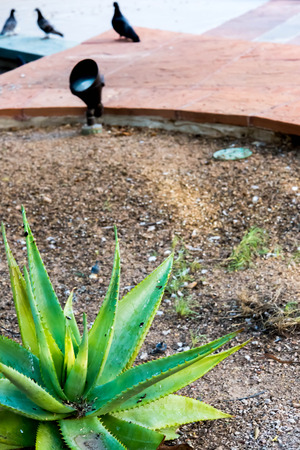 Urban streetscapes and buildings in downtown Phoenix, Arizonaのeditorial素材