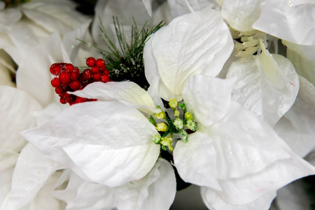 Holiday decorations - white Poinsettiaの写真素材