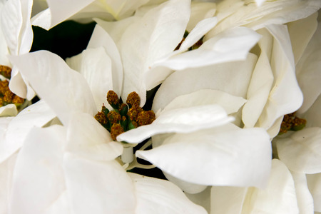 Holiday decorations - white Poinsettiaの写真素材