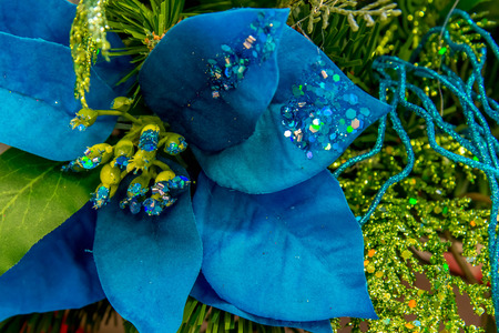 Holiday decorations - blue Poinsettiaの写真素材