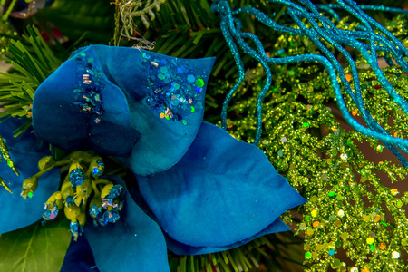 Holiday decorations - blue Poinsettiaの写真素材