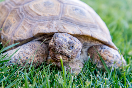 dessert tortoise in a field of green grassの写真素材
