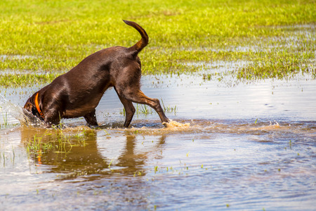 Dogs playing in a flooded, wet grass dogparkの写真素材