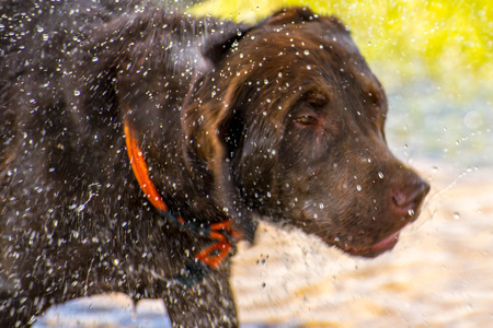 Dogs playing in a flooded, wet grass dogparkの写真素材