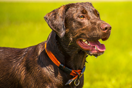 Dogs playing in a flooded, wet grass dogparkの写真素材