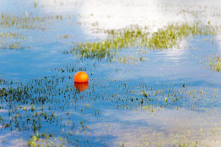Dogs playing in a flooded, wet grass dogpark