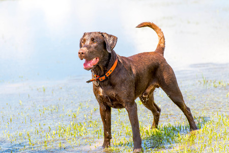 Dogs playing in a flooded, wet grass dogparkの写真素材