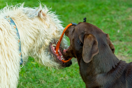 Chocolate lab and Irish Wolfhound dogs playing with a collar