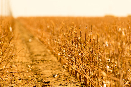 natural cotton bolls in the field ready for harvestingの写真素材
