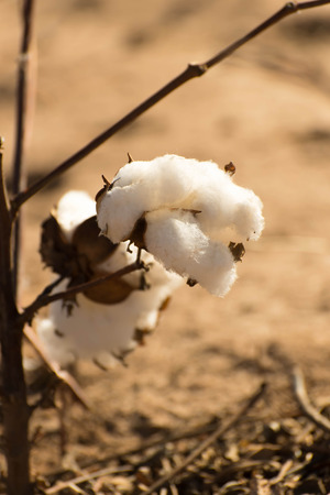natural cotton bolls in the field ready for harvestingの写真素材